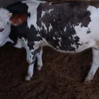 گاو گوساله پروارو