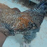 خروس قفس مرغ تخمگذار|حیوانات مزرعه|مشهد, کشف|دیوار