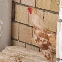 خروس لاری