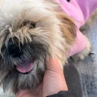 واگذاری شیتزو کراس