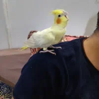 عروس هلندی دستی|پرنده|مشهد, هدایت|دیوار