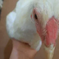 جوجه خروس دورگه لاری اصل
