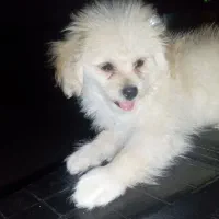 سگ پامرشیتز