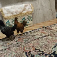 دو عدد جوجه سرحال