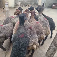 کاور نر داشتی