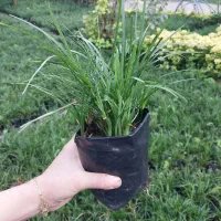 شمشاد طلایی ،پاپیتال گل کاغذی یال اسبی نخل مرداب|خدمات باغبانی و درختکاری|رشت, فلسطین|دیوار