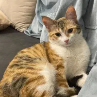 مفقودی گربه