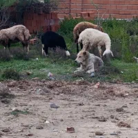 سگ آلابای ماده ترکمنی معاوضه با مرغ خروس لاری