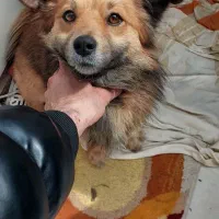 سگ پاکوتاه میکس