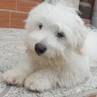 توله سگ باهوش ،مامانی،دوست داشتنی و حرف گوش کن