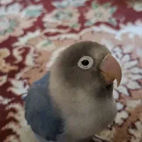 یک جفت کوتوله برزیلی