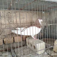 کفتر|پرنده|شیراز, محراب|دیوار