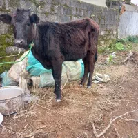 گوساله ماده چالوسی