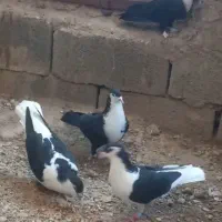 فروشی کفتر رنگی