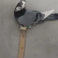 دوتا نر گردن کلفت فروشی|پرنده|کرمان, |دیوار