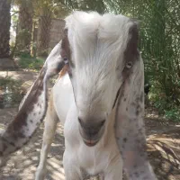 بز نر|حیوانات مزرعه|اسماعیلی, |دیوار