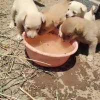 فروش توله سگ