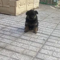 توله ژرمن ماده