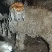 بره لری|حیوانات مزرعه|ازنا, |دیوار