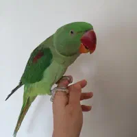 جوجه شاه طوطی