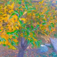 عکسی برداری.|خدمات پذیرایی، مراسم|بروجرد, |دیوار