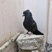 نر غلاق قلاق دمگیر کاکلی|پرنده|اصفهان, شهریار|دیوار