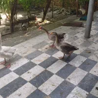 غازبالغ ماده تخم گذار1عددغازبالغ نر۲عدد