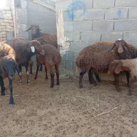 بره ماده|حیوانات مزرعه|گلبهار, نوبهار|دیوار