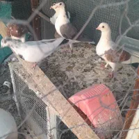 کبوتر فروشی|پرنده|اصفهان, شهرک صنعتی جی|دیوار