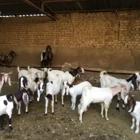 بزپاکستانی وثلاله|حیوانات مزرعه|شهریار, یوسف آباد صیرفی|دیوار