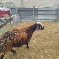 میش. بز بزغاله