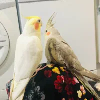 عروس هلندی|پرنده|بندر امام خمینی, |دیوار