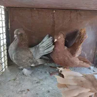 کبوتر یو|پرنده|تهران, سهروردی|دیوار