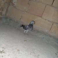 کبوتر مسافتی|پرنده|پاکدشت, پاکدشت (مامازند)|دیوار