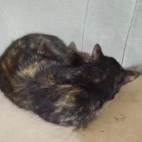 میکس اسکاتیش و بریتیش ماده عقیم شده