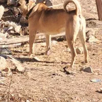 واگذاری سگ سراب|سگ|تبریز, |دیوار