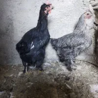 فروشی دهدشت|حیوانات مزرعه|دهدشت, |دیوار