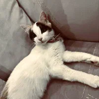 واگذاری گربه ملوس