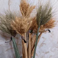گندم عید|گل و گیاه طبیعی|مشهد, یاس|دیوار