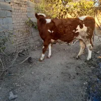 گوساله سیمنتال قرمز تلیسه|حیوانات مزرعه|قیدار, |دیوار