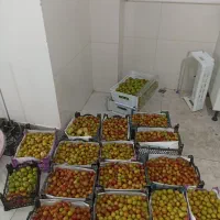لواشک آلوچه گوجه سبز زردآلو هلو آلو گیلاس شلیل|خوردنی و آشامیدنی|تهران, شهرک فردوس (حسینی)|دیوار