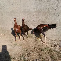 جوجه لاری|حیوانات مزرعه|نگین شهر, |دیوار