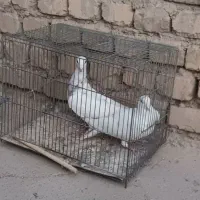 کبوتر تهرونی و پلاکی|پرنده|خمینی‌شهر, |دیوار