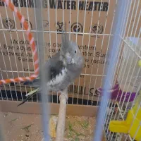 فروش عروس هلندی