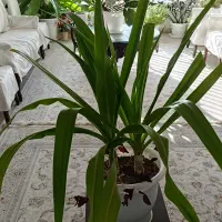 دو عدد گل سوسن عنکبوتی در یک گلدان|گل و گیاه طبیعی|تهران, آسمان|دیوار