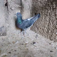 کفتر|پرنده|ری, شهرک نظامی|دیوار