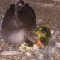 غاز و قوغاز اوکراینی و آفریقایی و دورگه