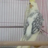 طوطی عروس هلندی رام نژاد لوتینو و لوتینو دو کت|پرنده|کلاردشت, |دیوار