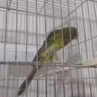 قناری رسمی بلند|پرنده|اندیشه, شهرک کوثر|دیوار