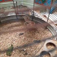 فروش|پرنده|خورموج, |دیوار